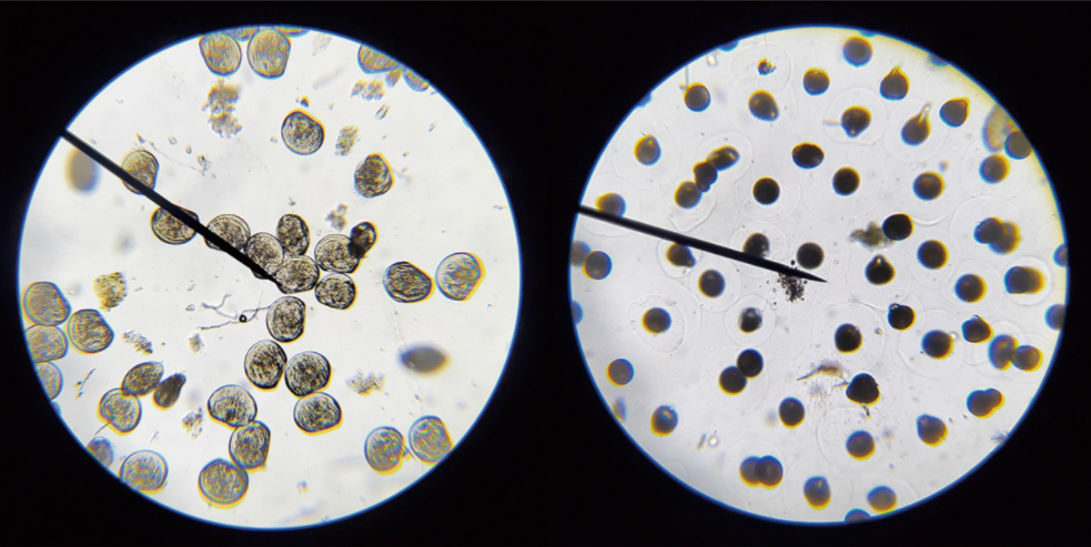 圖片說明：黑蜆培苗後經過顯微鏡觀察可以看到受精卵及D型的蜆狀結構。（圖／力大生技提供）