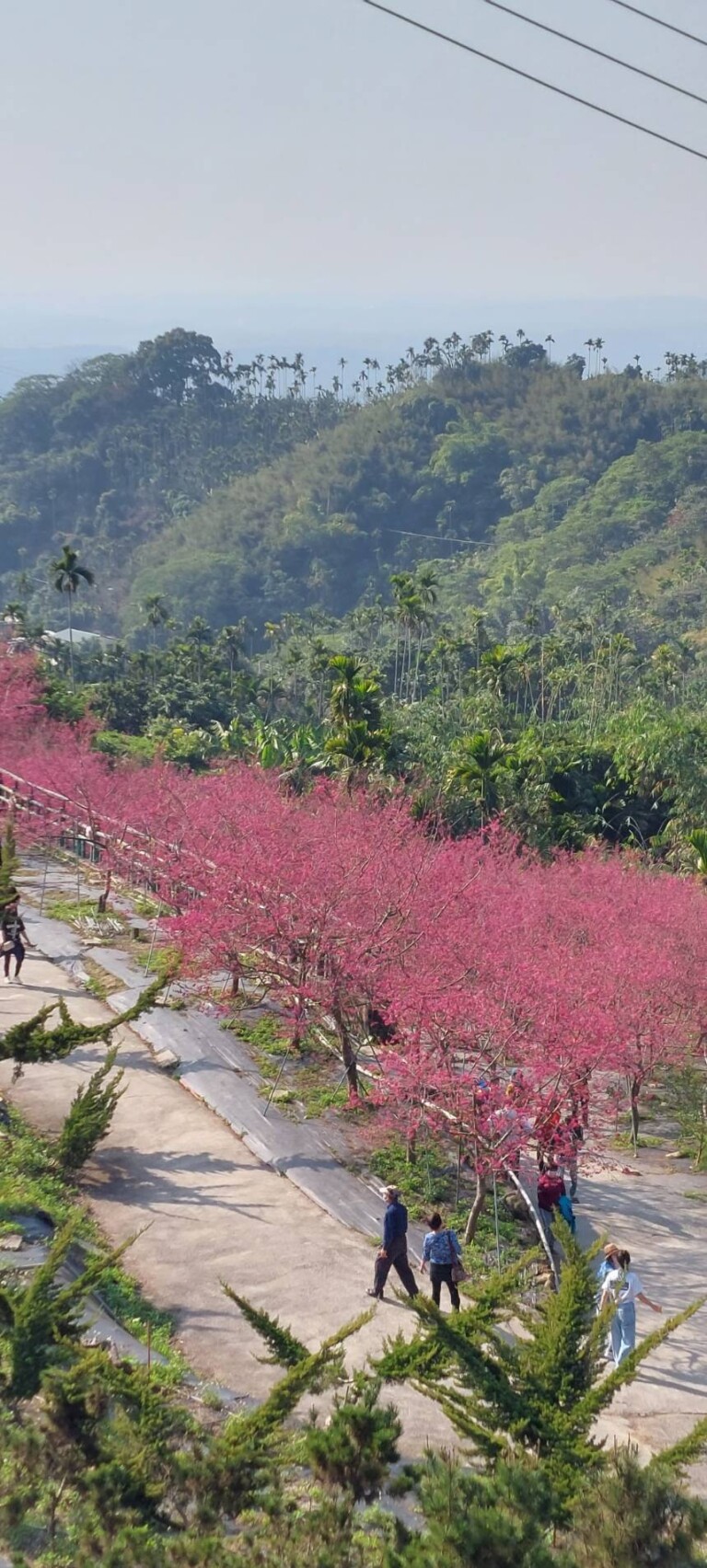 圖片說明:嘉義半天岩景區周邊櫻花盛開。(記者劉治強攝)