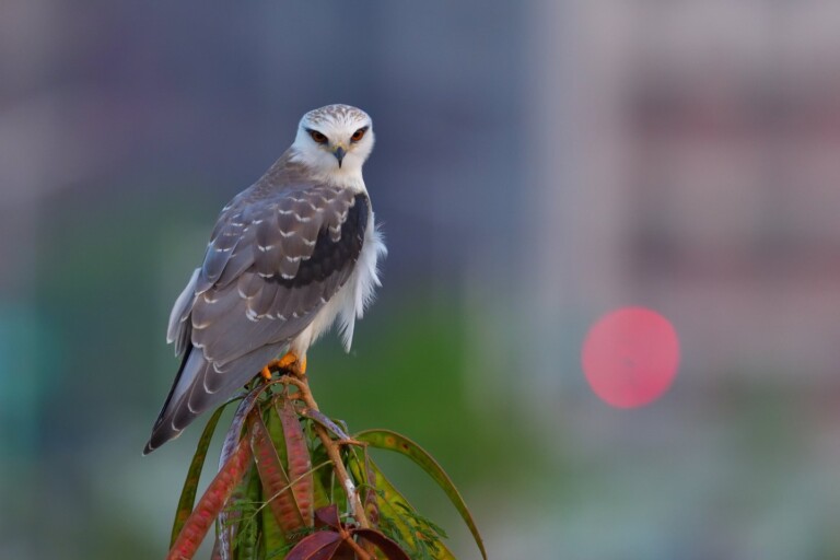 Nikon集鳥趣-2021年桌曆飛羽大募集『首獎』-黑翅鳶。(圖/記者林㤈輝翻攝)