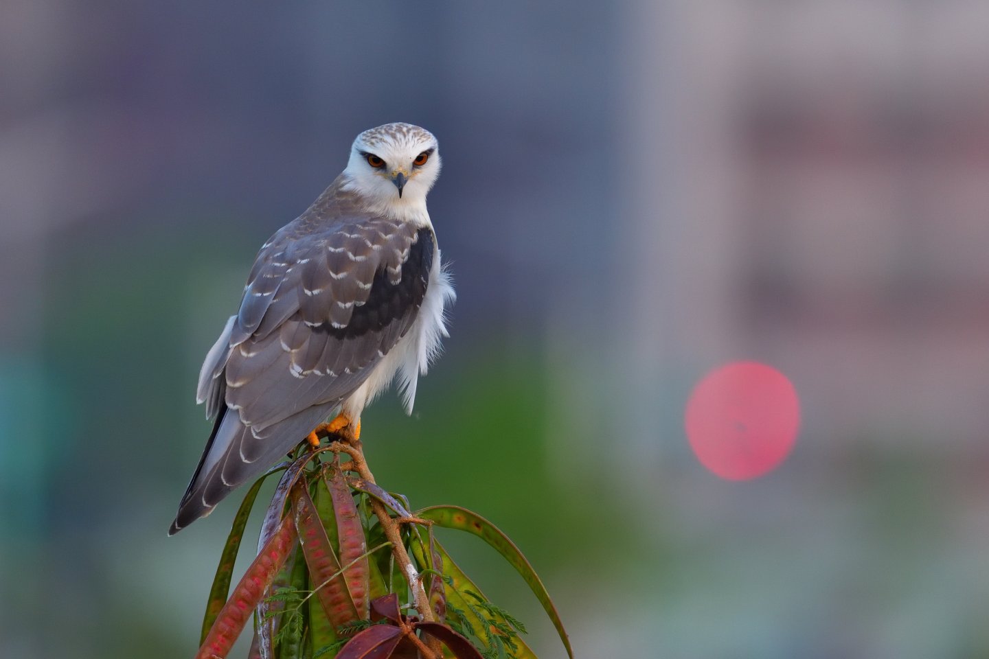 Nikon集鳥趣-2021年桌曆飛羽大募集『首獎』-黑翅鳶。(圖/記者林㤈輝翻攝) 