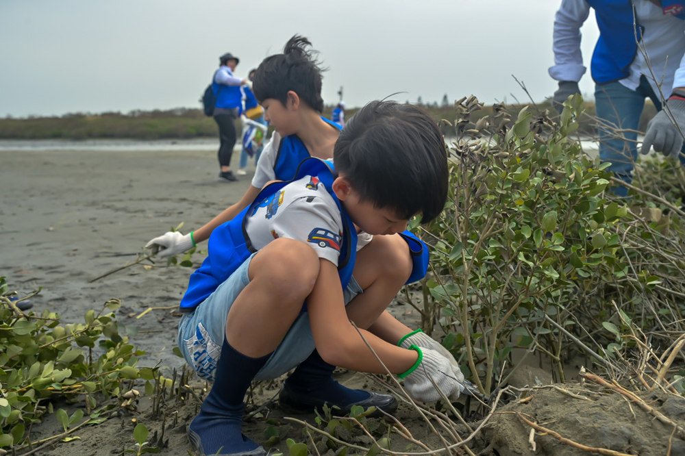 台灣的紅樹林包含水筆仔、海茄苳（圖中植物）、欖李與紅海欖，海茄苳會使海水流速變慢，使得灘地更加泥濘，不利於潮間帶生物生存。(圖/今周刊提供)