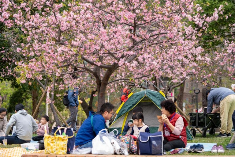 新竹公園櫻花即將盛開。（圖/新竹市政府提供）