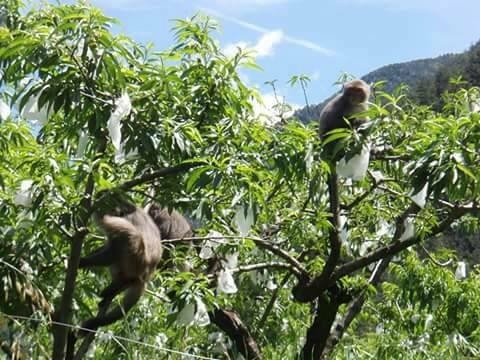 依據目前台東縣政府動物管制收容設施計畫，將依「動物收容處所管理作業標準」興建管理場區。(圖／黃仁國會辦公室)