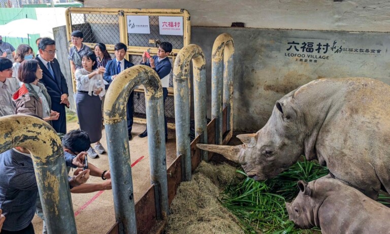 東武訪客參觀六福犀牛基地，見三個月小犀牛桃喜，六福村贈「好孕御守」祝福艾瑪早日懷孕。（圖/記者林照東翻攝）