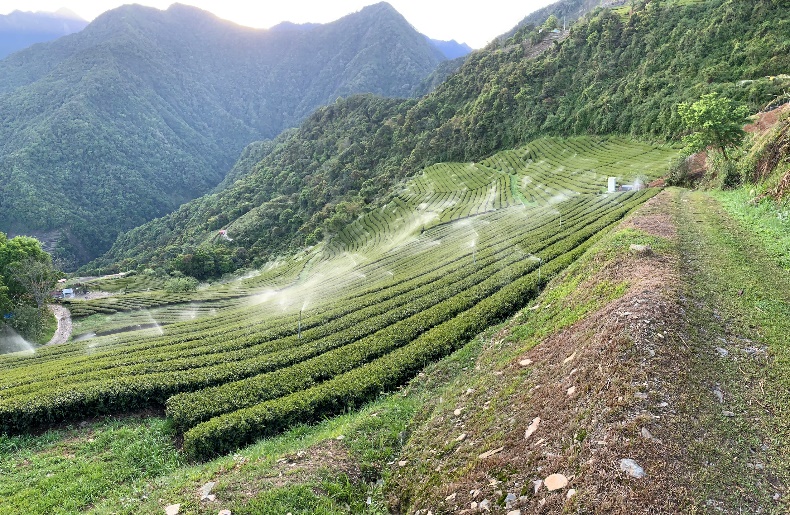 灑水降低結霜凝固點。(圖/茶改場提供)