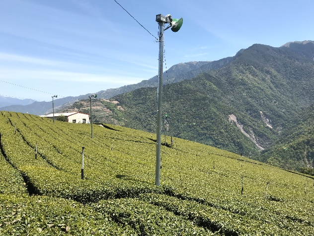 啟動防霜風扇吹送上層熱空氣至樹冠層，減少霜凍危害。(圖/茶改場提供)