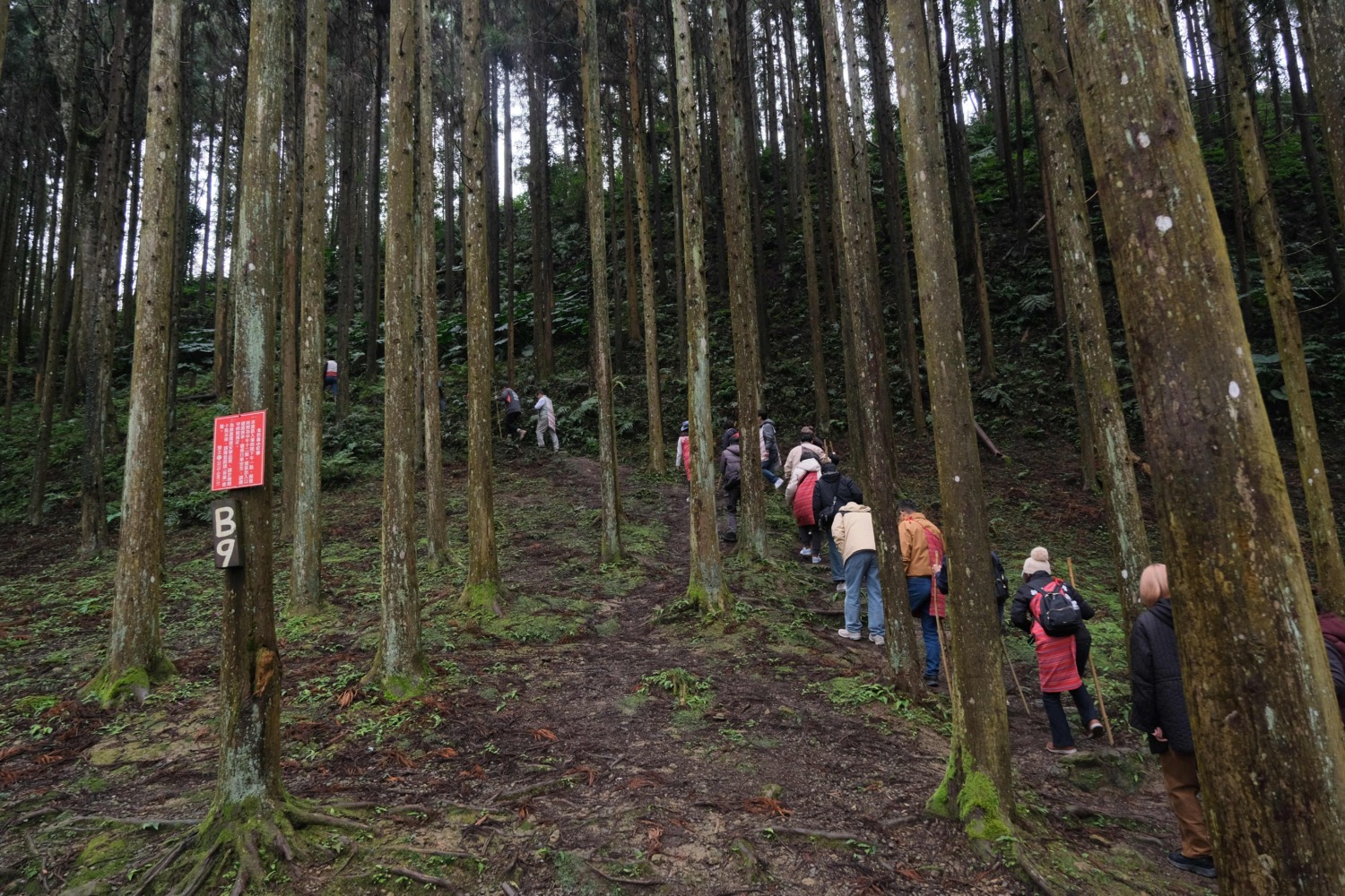 和平部落族人引導旅人唸著泰雅族祈福語，與森林中的杉山對話。（圖/記者黃溎芬翻攝）